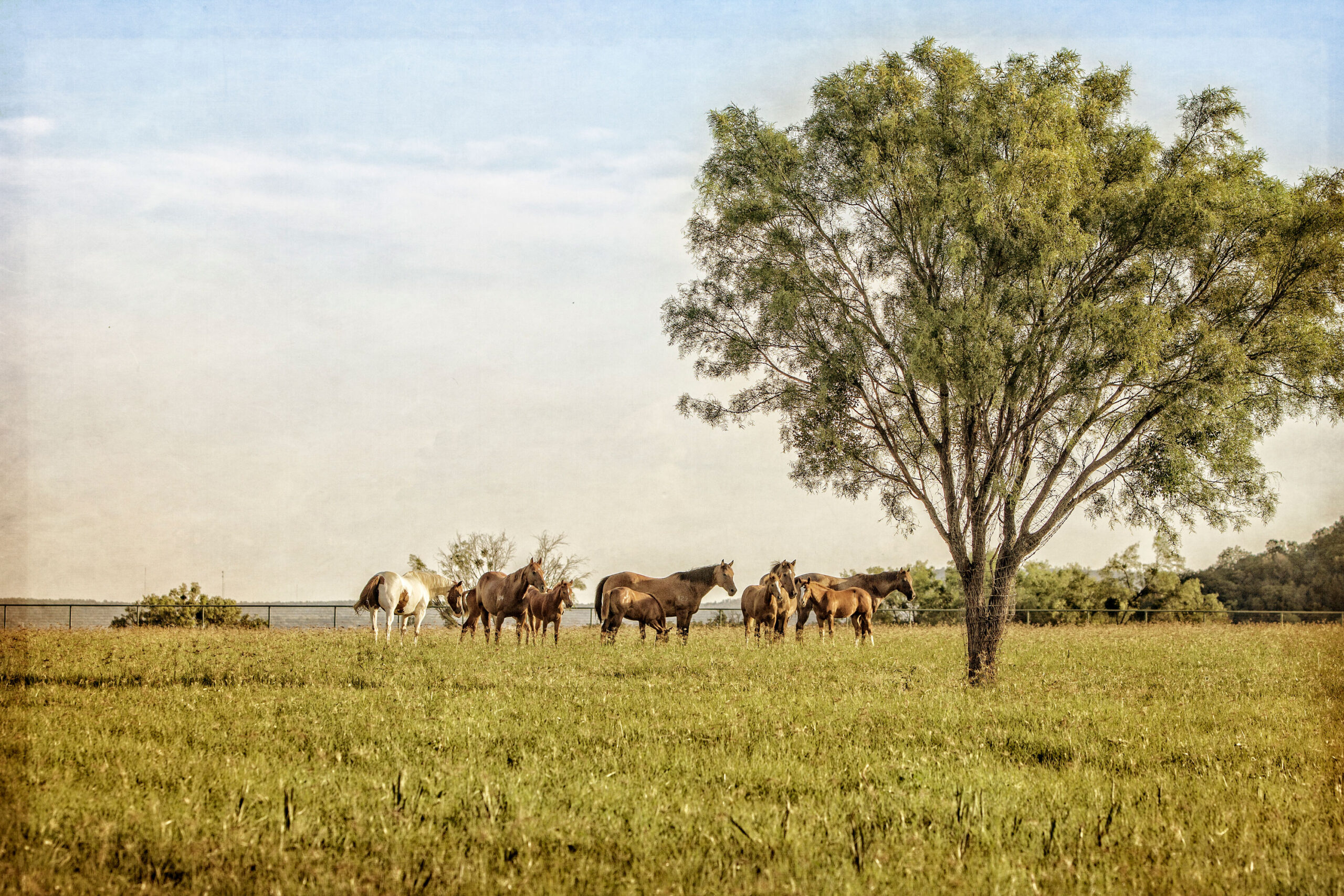 Horses at the Young County Arena